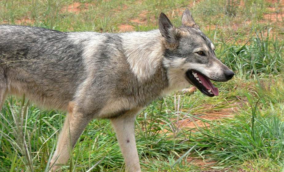 Как обезопасить себя от бешенства при укусах животных: советы врача-эпидемиолога
