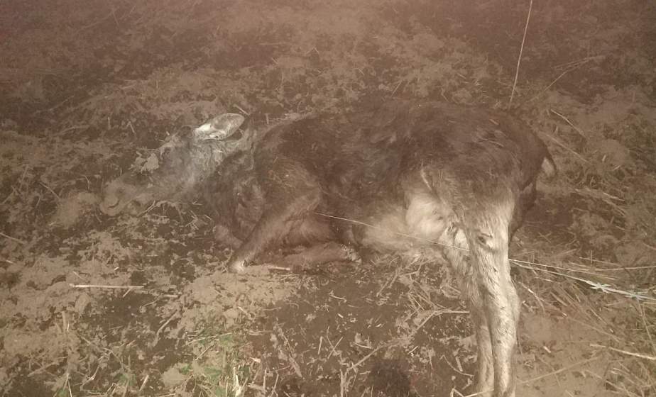 За два дня пограничные заборы ЕС "убили" троих животных