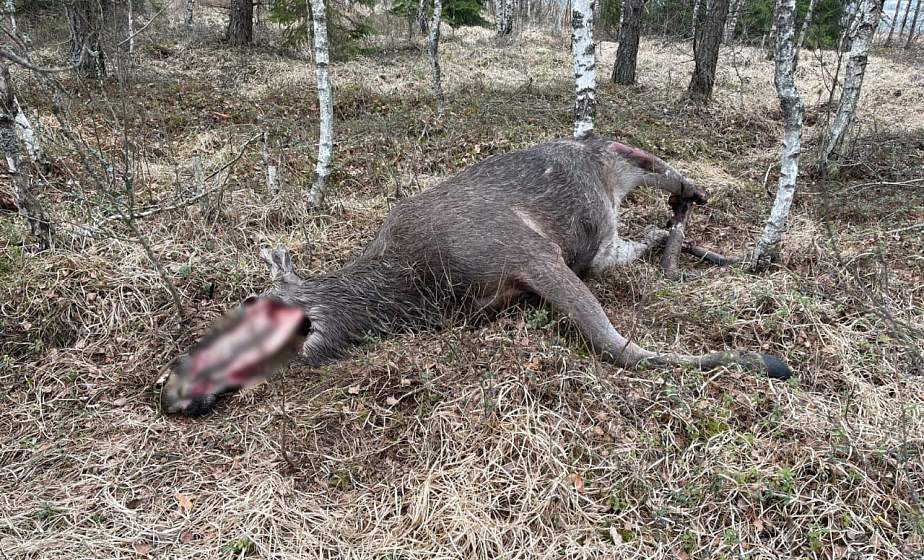ГПК: литовская "колючка" убила еще одного лося