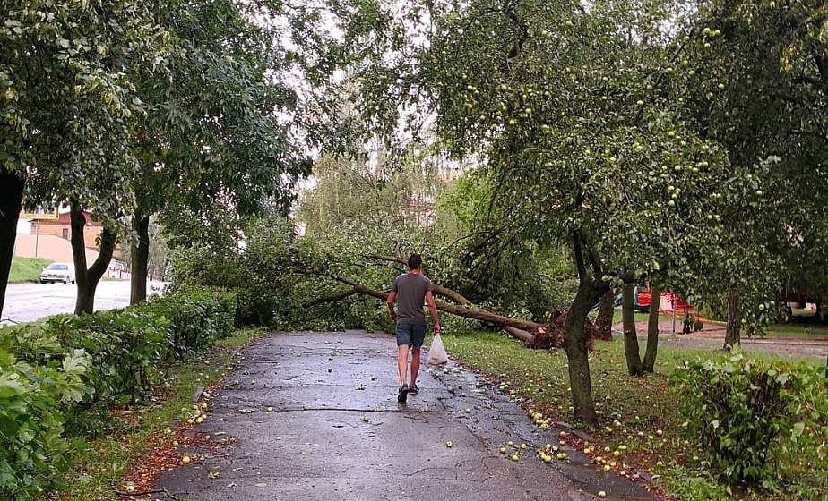 Упавшие деревья в Гродно повредили 6 автомобилей (больше фото)