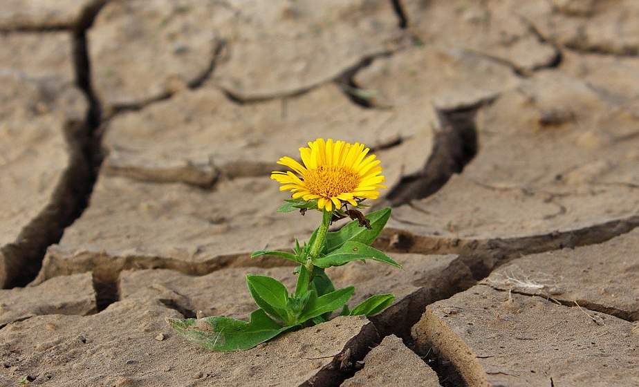 В ООН сообщили о росте частоты засух на Земле почти на 30%