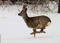 Браконьер из Гродно охотился на зайца, а выстрелил в косулю