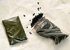 В Гродно задержан подросток, у которого обнаружено 13 граммов насвая