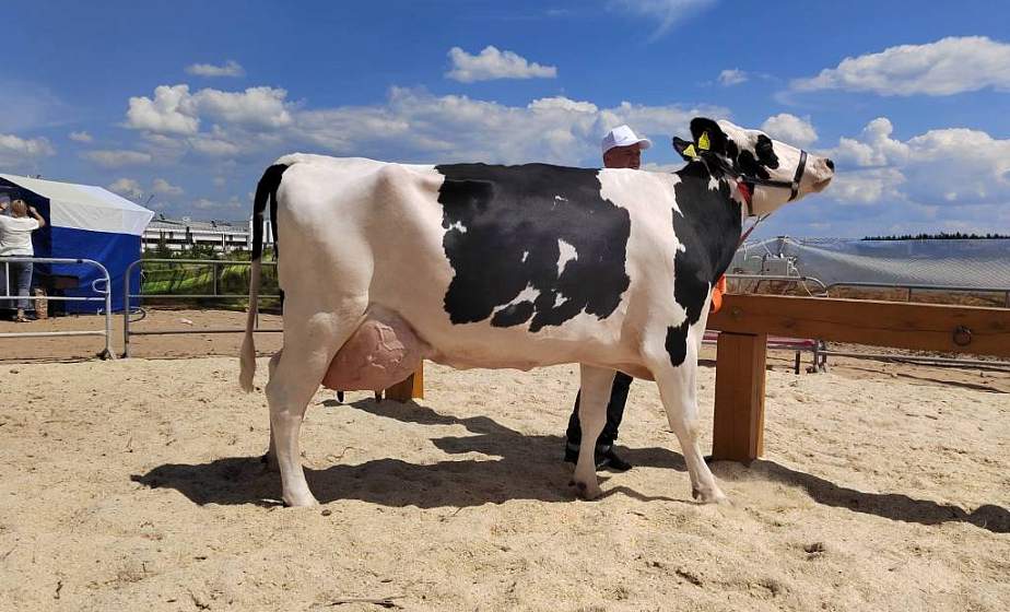 Белорусочка из Озер – лучшая корова страны. СПК «Озёры Гродненского района» стал победителем республиканского конкурса «Лучшая племенная корова молочной породы» в рамках выставки «Белагро-2022»