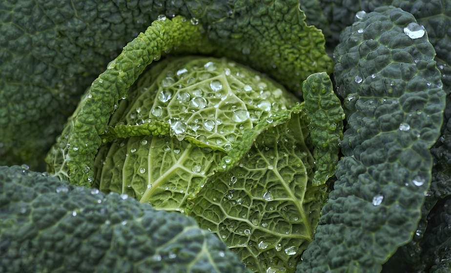 Диетолог составила топ-5 продуктов для худеющих