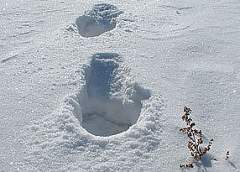 В Лидском районе в лесу замерз парень