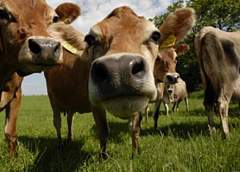 Мужчина ограбил силосную яму в  Вороновском районе