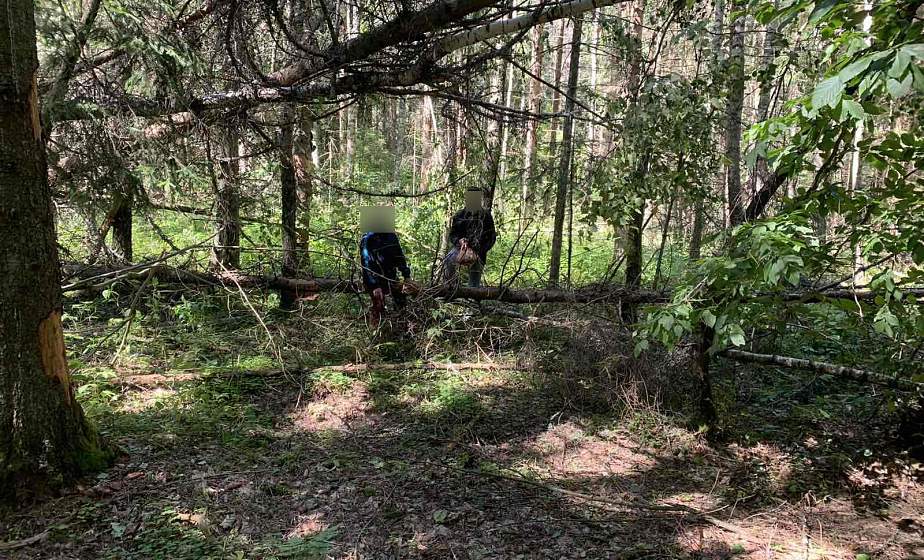 Пошли в лес, но дорогу домой найти не смогли: в Слонимском районе бабушка с внуком заблудились в лесу