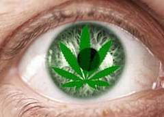 Молодой парень рекламировал и сбывал в ночном клубе марихуану