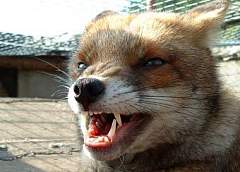 Во дворе дома по улице Городской в Гродно обнаружена бешеная лиса