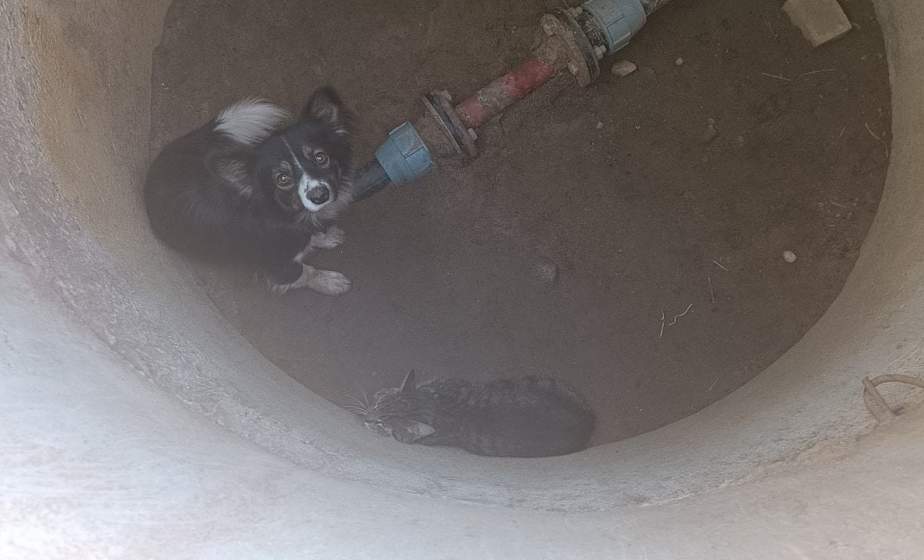 В Волковысском районе спасатели достали из колодца кота и собаку