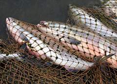 Четверо гродненцев задержали на реке Неман