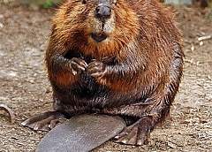 Бобер перекусил рыбаку бедренную артерию