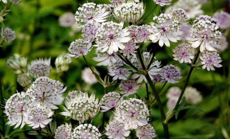 Промежуточные итоги пересадки Астранции большой в Беловежской пуще