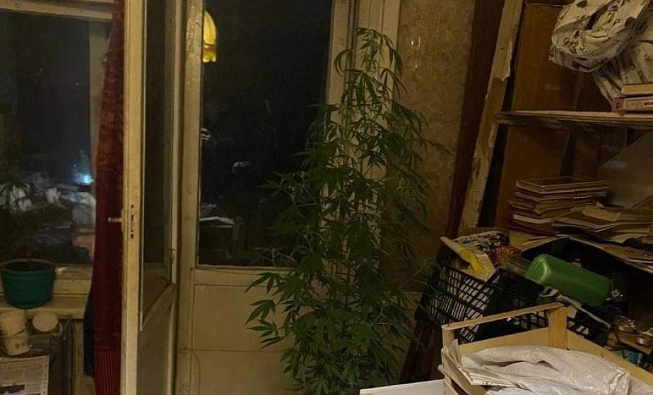 Житель Гродно выращивал в своей квартире наркосодержащие растения