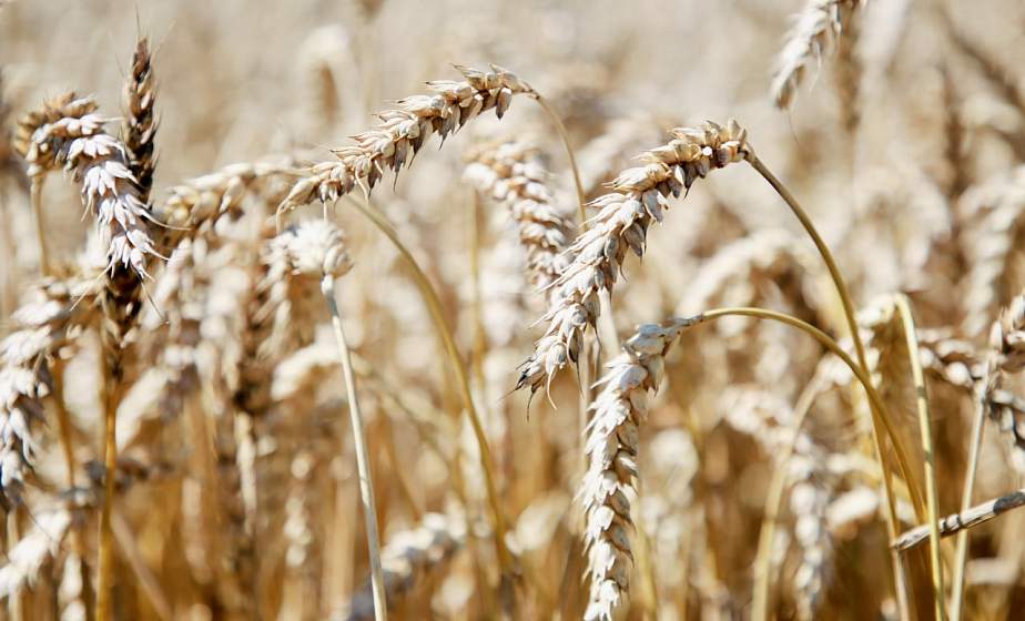 Поздравление председателя Совета Республики Национального собрания Республики Беларусь Натальи Кочановой с "Дажынкамі"