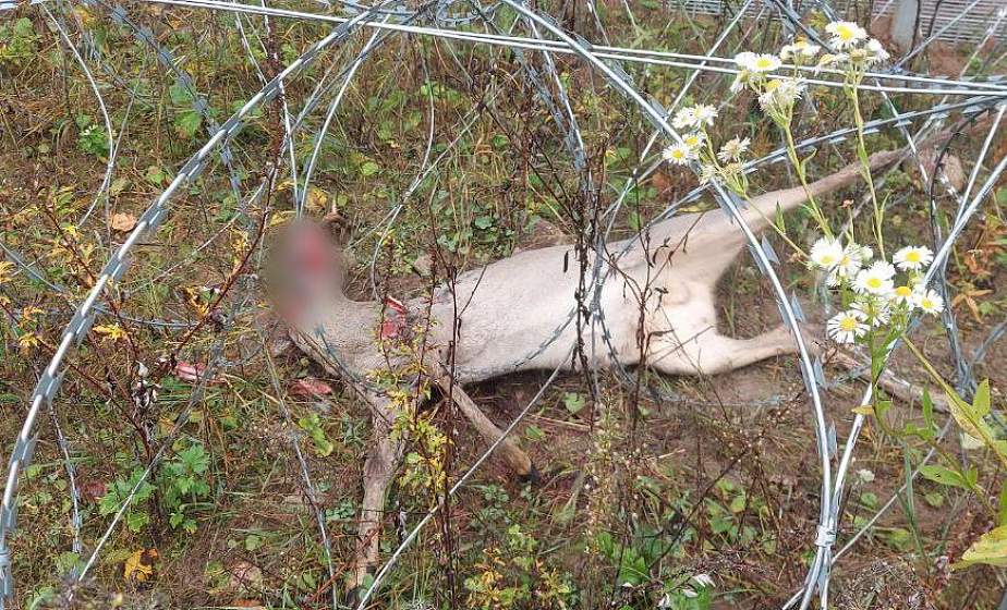 С начала октября погранзаборы убили 6 диких зверей