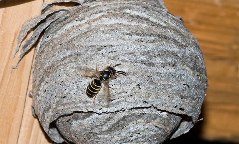 Как избавиться от осиного гнезда, которое «выросло» на чердаке дома или на даче?