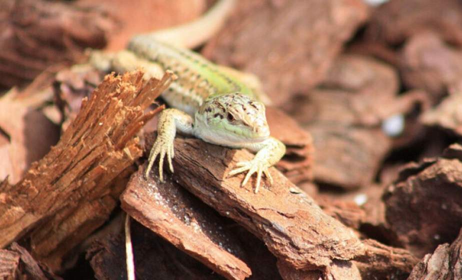 Более 140 новых видов животных, растений и грибов открыли в 2022 году