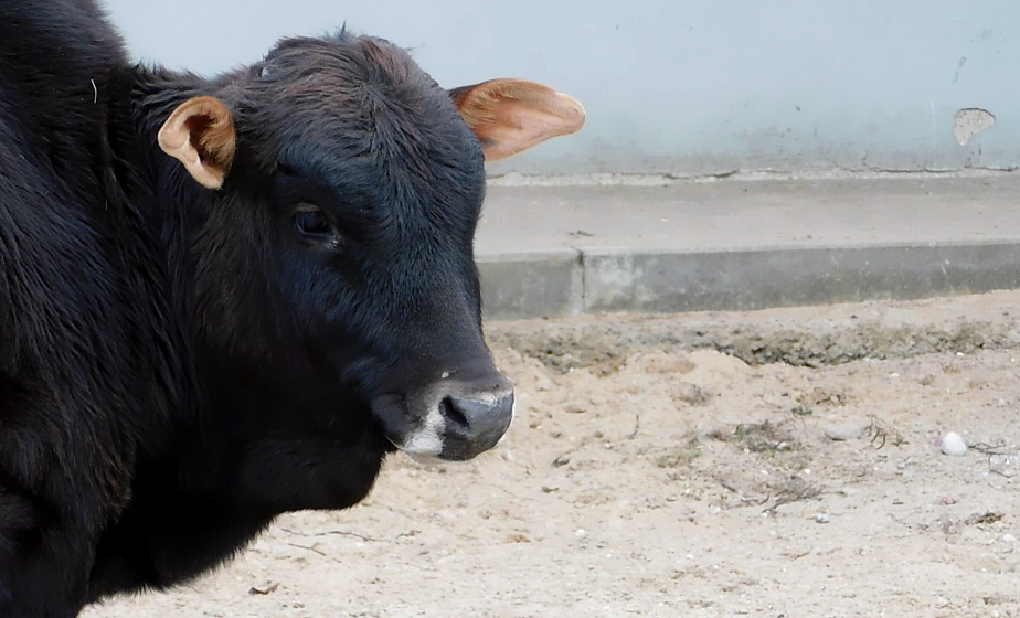 В Гродненском зоопарке появились новоселы — птицы нанду, мунтжак и зебу