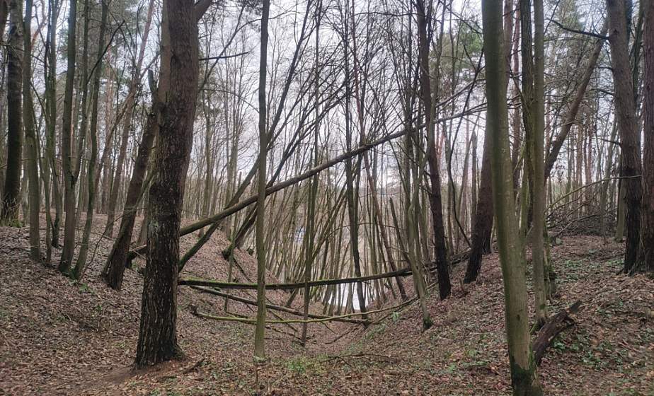 Фотофакт: Упавшие деревья в лесу уже долго ожидают вывоза