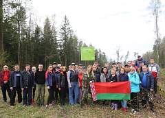 Около 2 000 елей высадил коллектив Гродненского облисполкома в Индурском лесничестве 