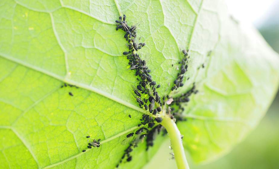 Как избавиться от тли на участке без химии: простые способы