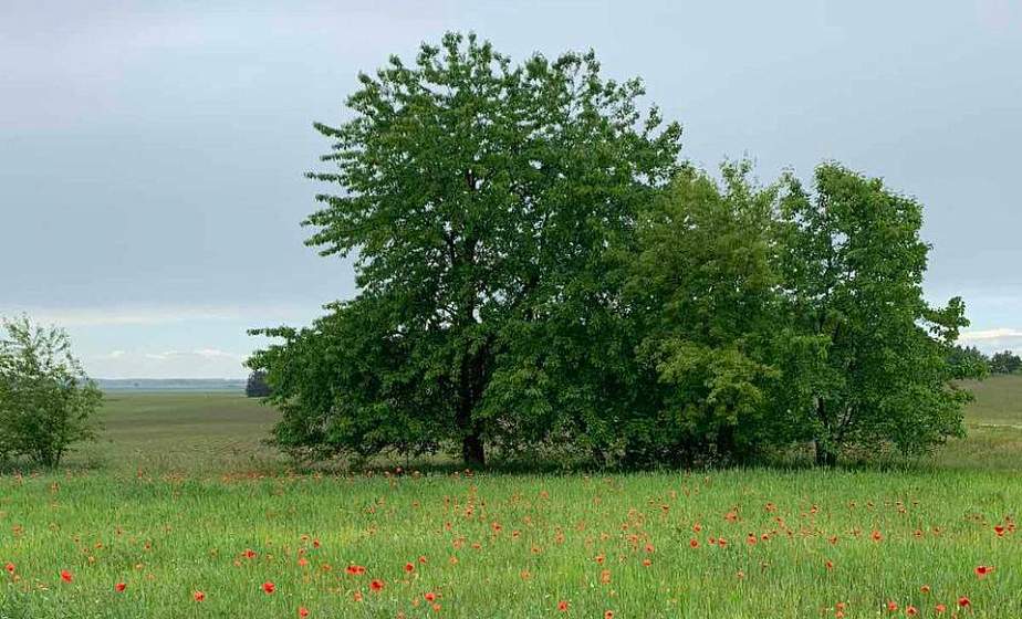 В Берестовицком районе на участке местного жителя выросло более 2,5 тонн мака