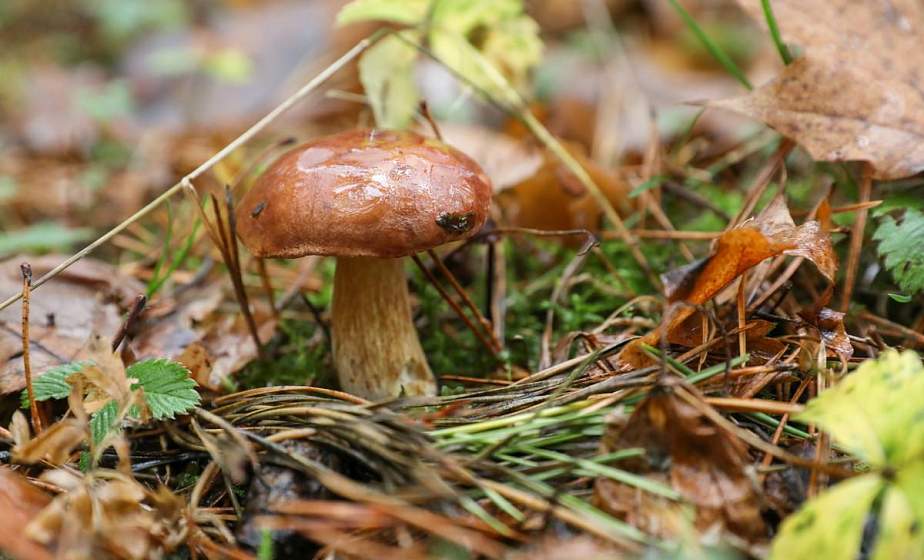 Врач рассказал, как избежать отравления грибами