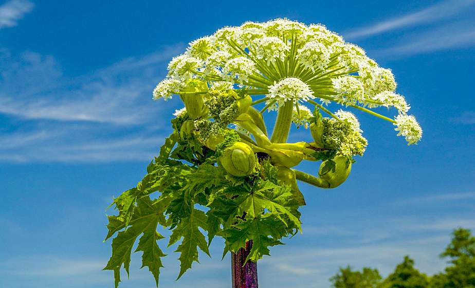 Борщевик Сосновского: в чем опасность и как с ним бороться