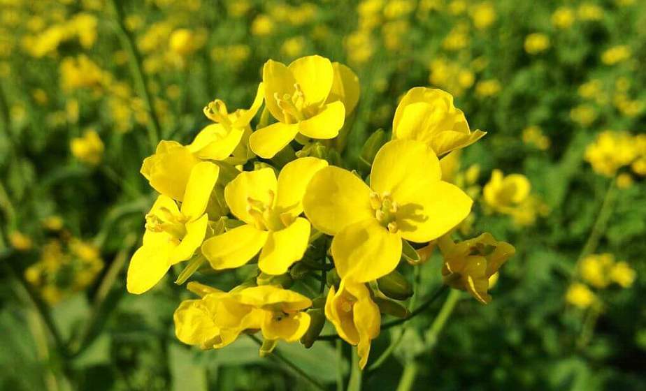 Чем можно засеять грядки, чтобы подготовить почву к следующему сезону