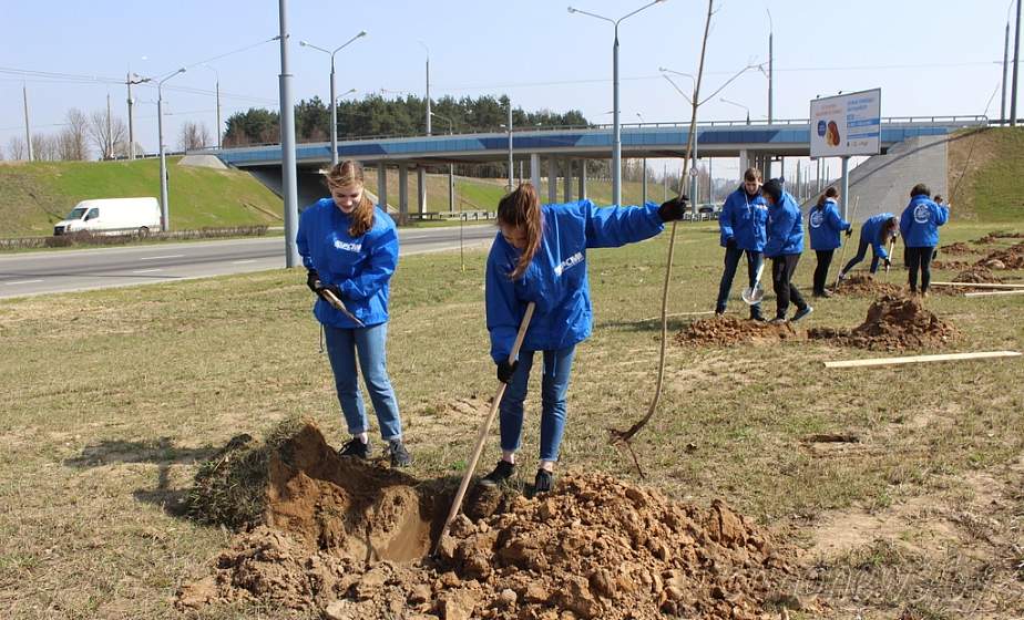 Более 4 000 деревьев и 2 000 кустарников высадят осенью в Гродно 