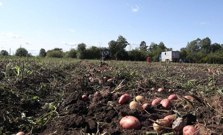Запасливой сельчанке грозит уголовное дело за кражу с соседского поля 400 килограмм картофеля