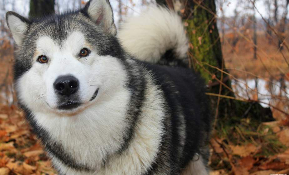 Охотник из Мостов застрелил породистую лайку