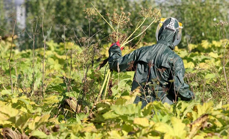 Борщевик вокруг Гродно подвергли химической обработке