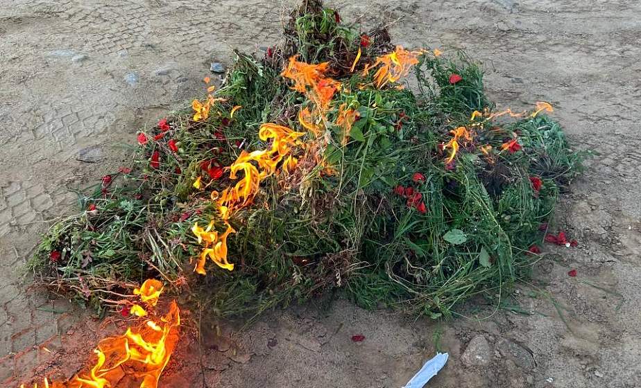 В Гродненской области на начало июня изъято свыше 419 килограммов наркосырья