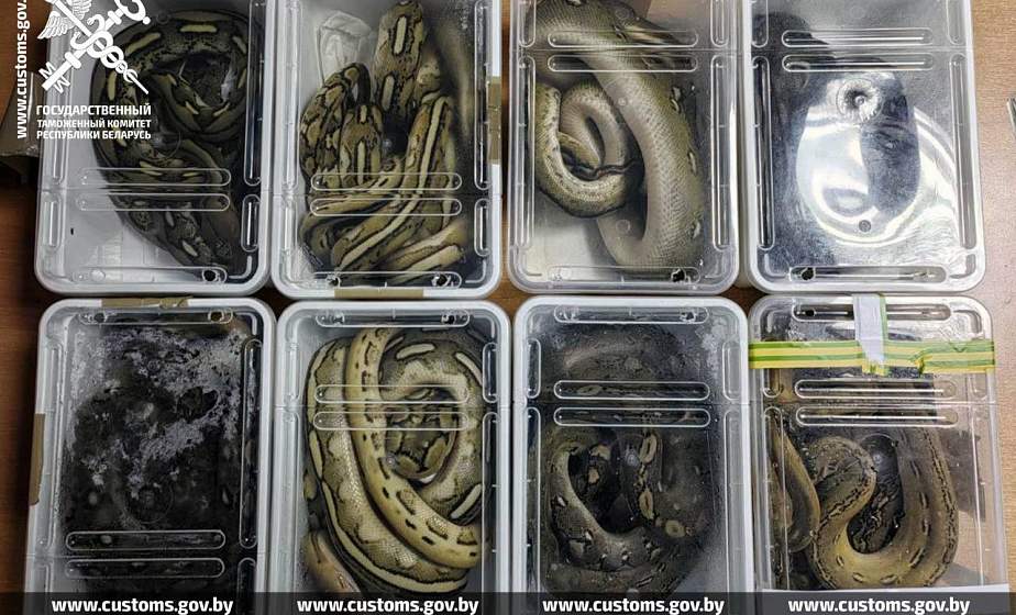 В Беларусь на автобусе хотели приехать питоны