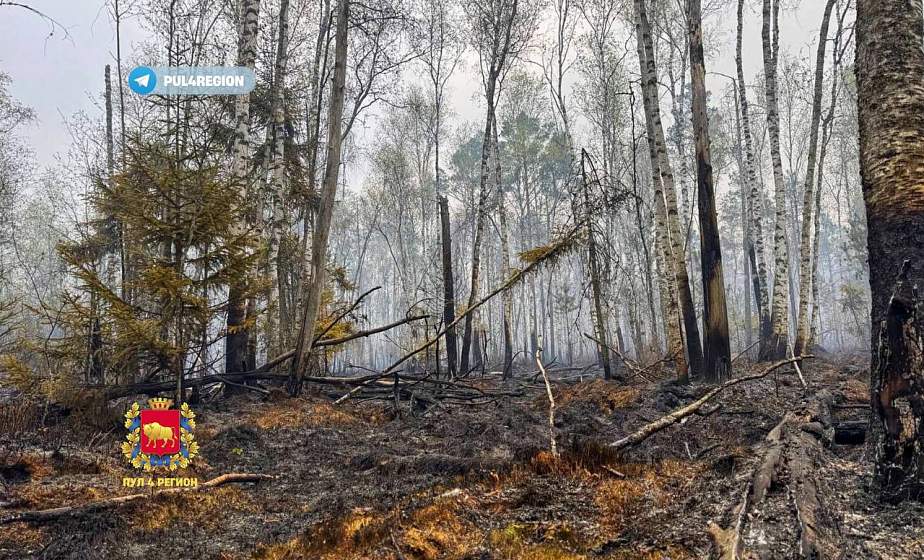 Лесной пожар в Вороновском районе: подробно о причинах и ликвидации происшествия