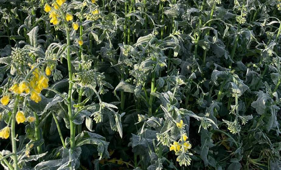 Ночные заморозки негативно сказались на посевах в Гродненской области