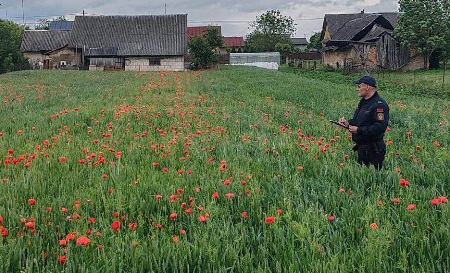 В Гродненском районе обнаружили участок с 2,5 тоннами дикорастущего мака