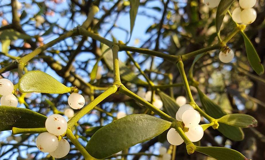 В Гродно обсудили проблемы распространения омелы белой
