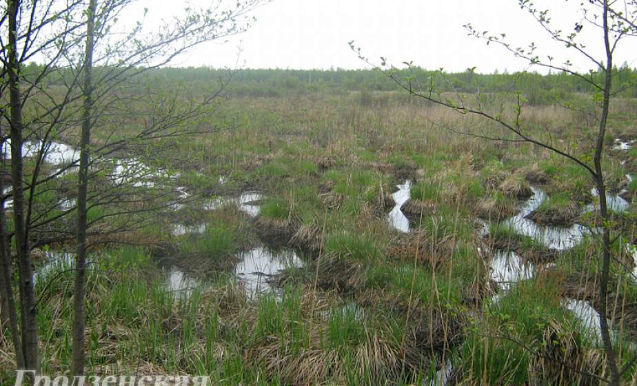 Болото Дикое получило международный статус