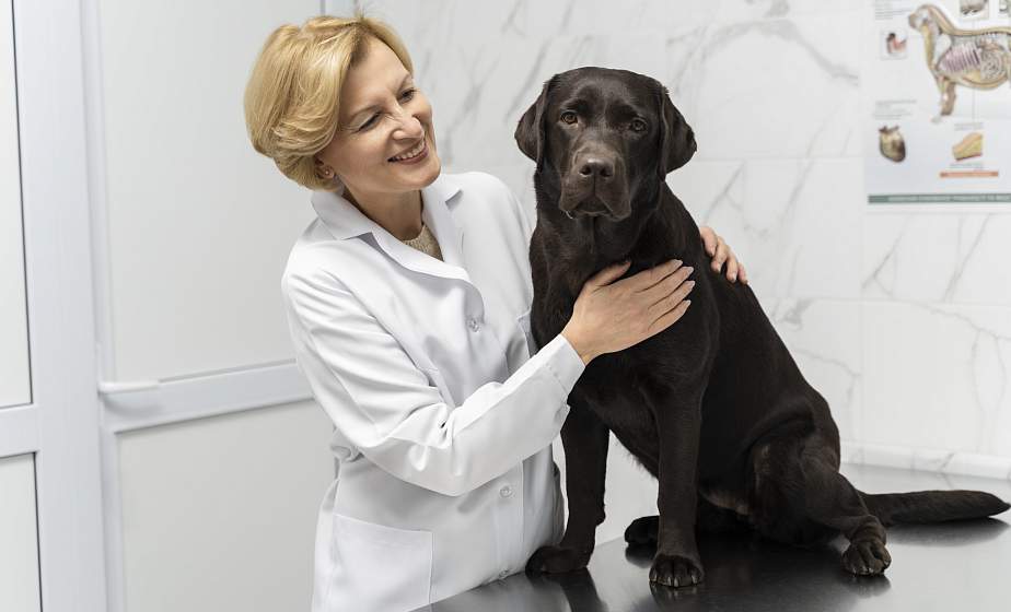 Лицензирование на оказание лечебной помощи животным хотят ввести в Беларуси