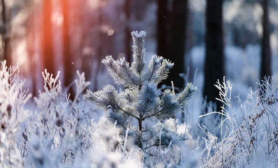 Мокрый снег и до -10&deg;C. Погода в Гроднеснкой области на 29 января
