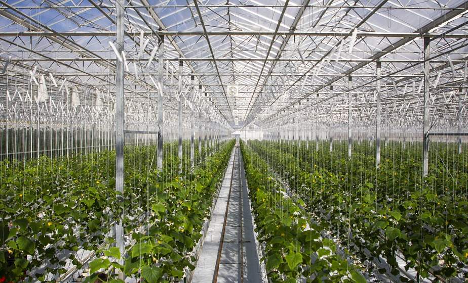 В Беларуси искусственный интеллект будет выращивать овощи