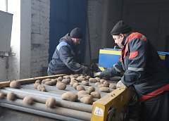 Хватит ли картофеля до нового урожая, рассказали в КСУП «Совхоз «Большое Можейково»