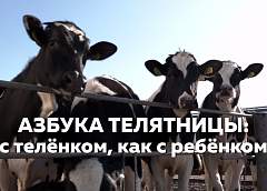 Азбука телятницы: с теленком, как с ребенком