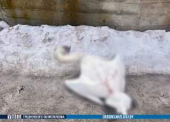 Новые подробности об обнаружении мёртвого лебедя в Слониме 