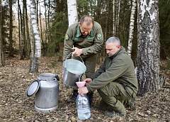 В Гродненской области приступили к заготовке березового сока