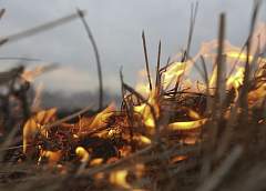 В Гродненской области с начала года зарегистрировано 72 случая возгорания сухой растительности